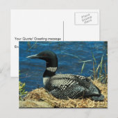 Common Loon Briefkaart (Voorkant / Achterkant)