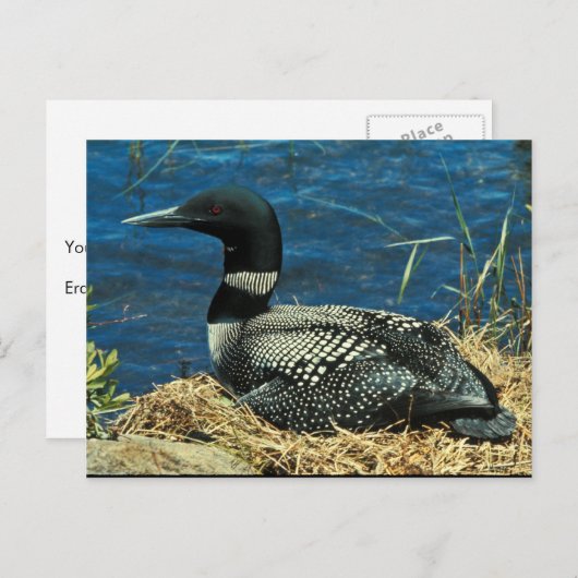 Common Loon Briefkaart (Voorkant / Achterkant)