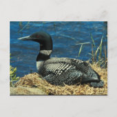 Common Loon Briefkaart (Voorkant)