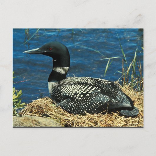 Common Loon Briefkaart (Voorkant)