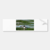 Common Loon Bumpersticker (Voorkant)