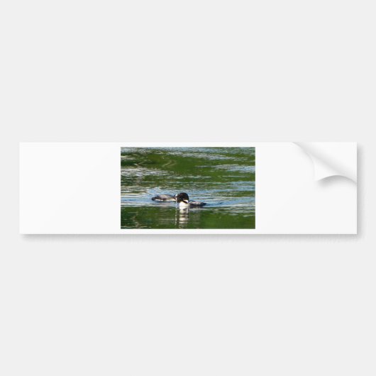 Common Loon Bumpersticker (Voorkant)