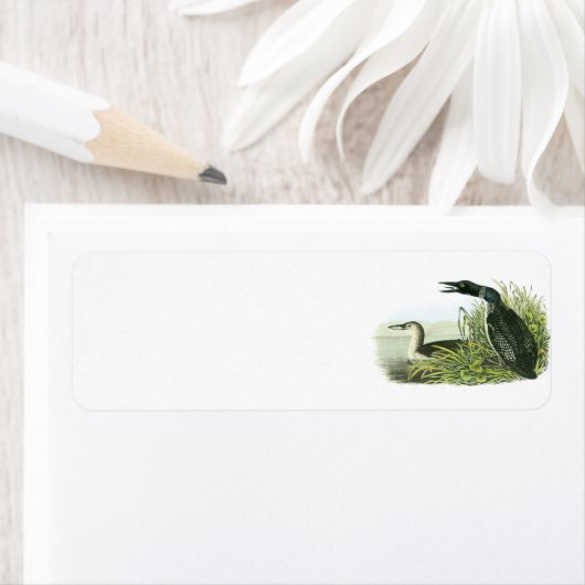 Common Loon by Audubon Etiket (Insitu)