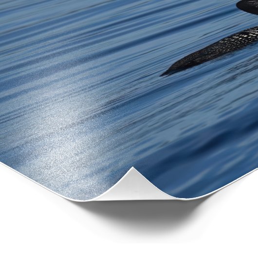 Common Loon, Guemes Island, Verenigde Staten Foto Afdruk (Hoek)