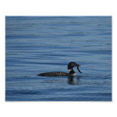 Common Loon, Guemes Island, Verenigde Staten Foto Afdruk (Voorkant)