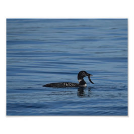 Common Loon, Guemes Island, Verenigde Staten Foto Afdruk