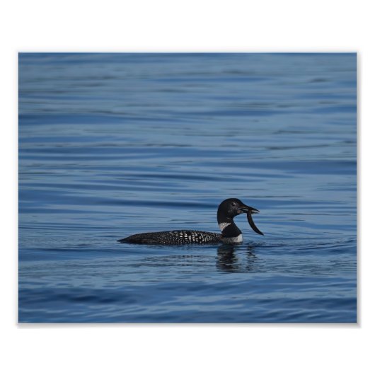 Common Loon, Guemes Island, Verenigde Staten Foto Afdruk (Voorkant)