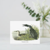 Common Loon, John Audubon Briefkaart (Staand voorkant)