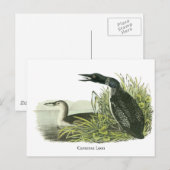 Common Loon, John Audubon Briefkaart (Voorkant / Achterkant)