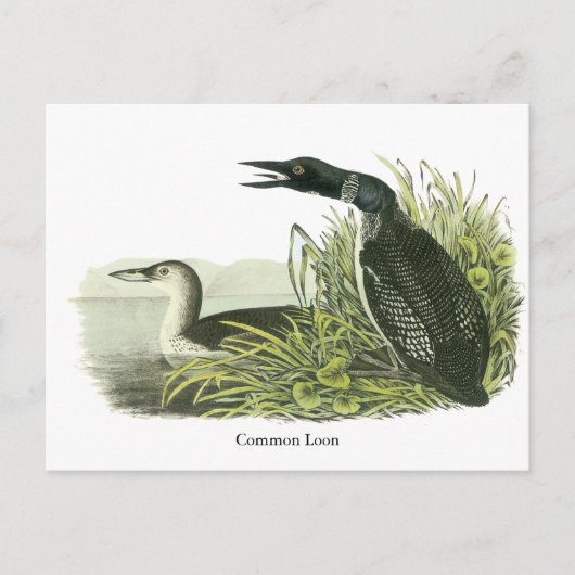 Common Loon, John Audubon Briefkaart (Voorkant)