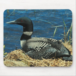 Common Loon Muismat