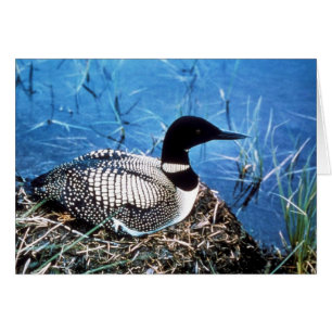 Common Loon on Nest