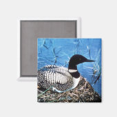 Common Loon on Nest Magneet (Voorkant / Achterkant)