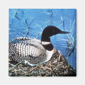 Common Loon on Nest Magneet (Voorkant)