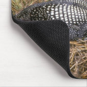 Common Loon on nest Muismat (Hoek)