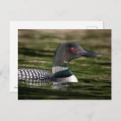 Common Loon on op Jabe Pond Briefkaart (Voorkant / Achterkant)