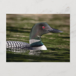 Common Loon on op Jabe Pond Briefkaart