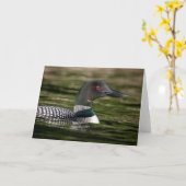 Common Loon on op Jabe Pond Kaart (Gele Bloem)