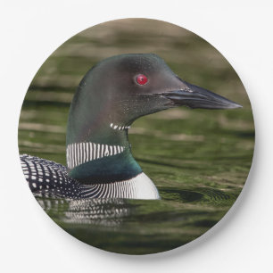 Common Loon on op Jabe Pond Papieren Bordje