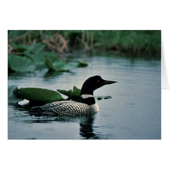 Common Loon on Water (Voorkant Horizontaal)