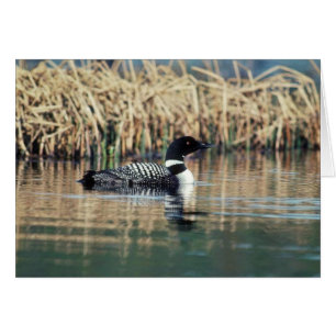 Common Loon on Water