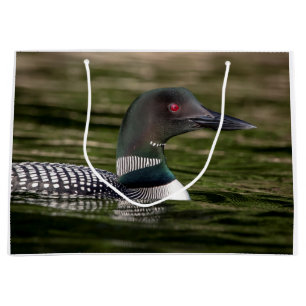 Common Loon op Jabe Pond Groot Cadeauzakje
