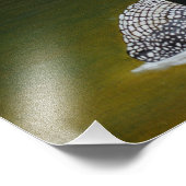 Common Loon Photo Print Foto Afdruk (Hoek)