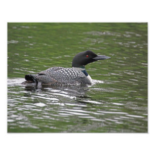 Common Loon Wildlife Photo Print Foto Afdruk