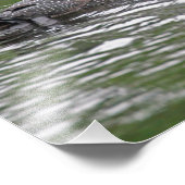 Common Loon Wildlife Photo Print Foto Afdruk (Hoek)