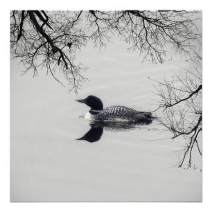 Common Loon zwemt in een noordelijk meer in de win Perfect Poster