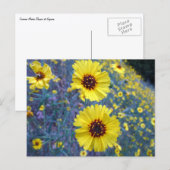 Common Madia Flowers in Sequoia National Park Briefkaart (Voorkant / Achterkant)