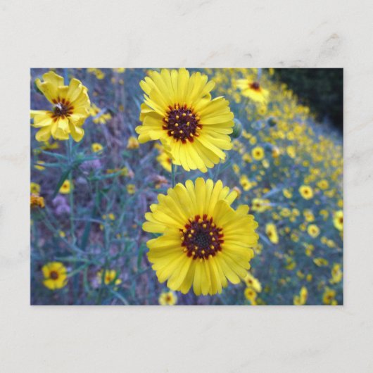 Common Madia Flowers in Sequoia National Park Briefkaart (Voorkant)