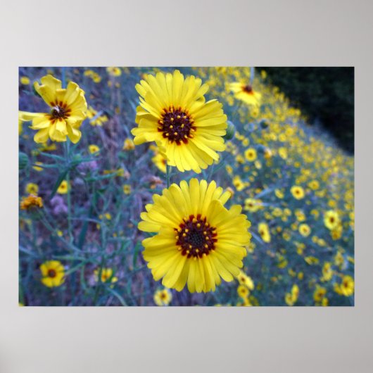 Common Madia Flowers in Sequoia National Park Poster (Voorkant)