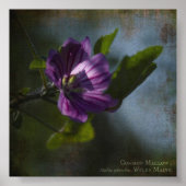 Common Mallow Poster (Voorkant)