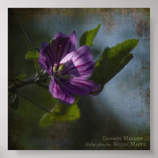 Common Mallow Poster (Voorkant)