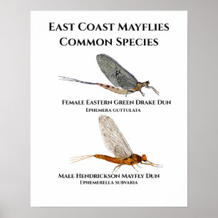 Common Mayfly Species - Poster voor de oostkust va