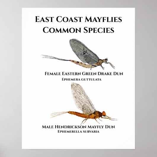 Common Mayfly Species - Poster voor de oostkust va (Voorkant)