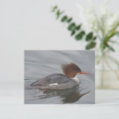 Common Merganser Briefkaart (Staand voorkant)