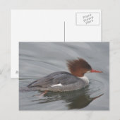 Common Merganser Briefkaart (Voorkant / Achterkant)