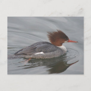 Common Merganser Briefkaart