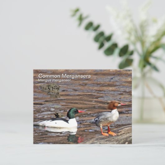 Common Merganser Briefkaart (Staand voorkant)