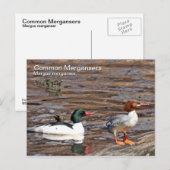 Common Merganser Briefkaart (Voorkant / Achterkant)