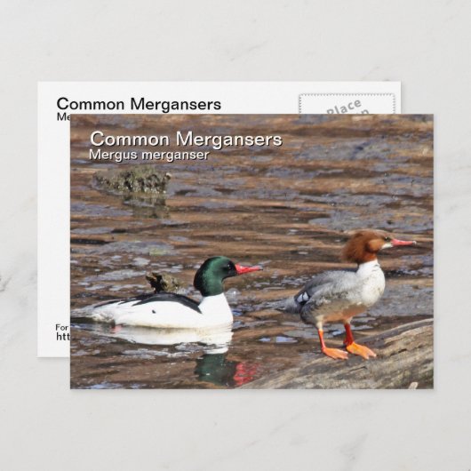 Common Merganser Briefkaart (Voorkant / Achterkant)