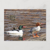 Common Merganser Briefkaart (Voorkant)