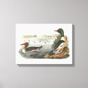 Common Merganser door Audubon Canvas Afdruk