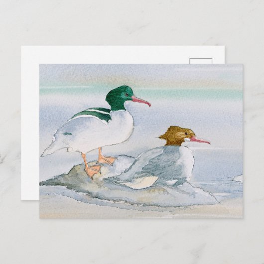 Common Merganser Goosander Bird Duck Briefkaart (Voorkant / Achterkant)