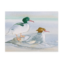Common Merganser Goosander Bird Duck Briefkaart