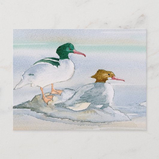 Common Merganser Goosander Bird Duck Briefkaart (Voorkant)