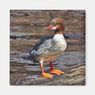 Common Merganser Magnet