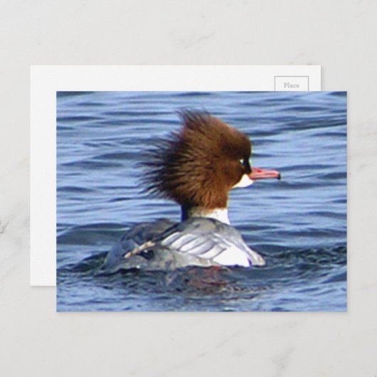 Common Merganser met zijn magestic Crest Briefkaart (Voorkant / Achterkant)